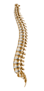 cervical-vertebrae-spine