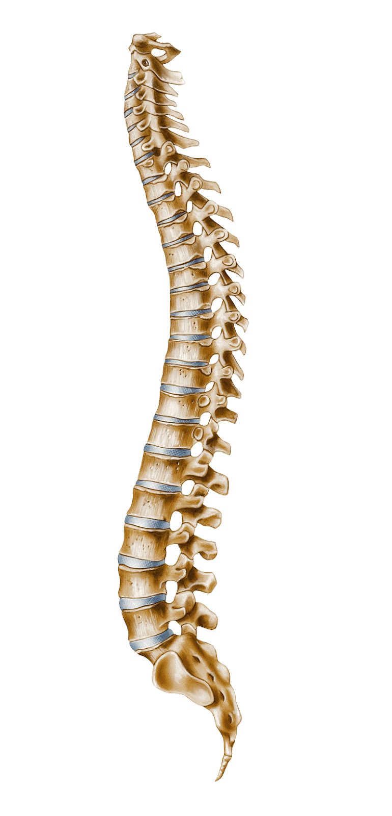 Wesghost spine. Позвоночник. Позвочники. Кости позвоночника. Человеческий позвоночник.