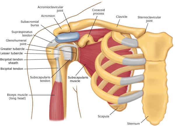 Muscles and tendons of the shoulder