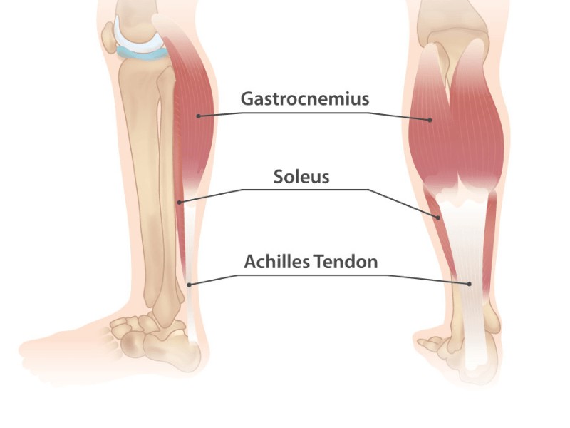 Anatomy image of the back and side of the calf muscle, showing the soleus and achilles tendons.