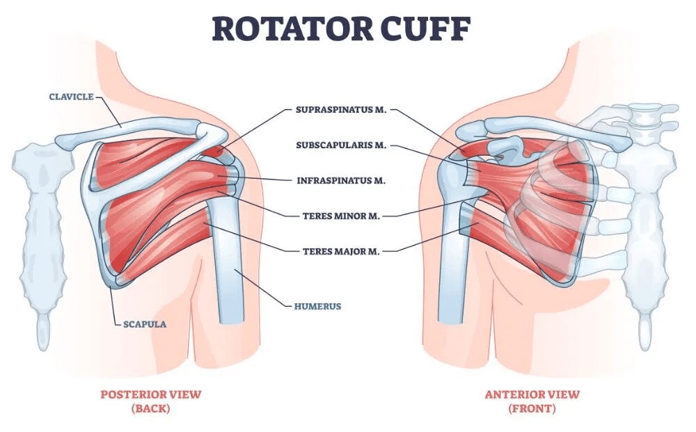 Dr. Romin Ghassemi, PT, DPT showing a diagram of the rotator cuff within the shoulder that shows how the various tendons (supraspinatus, subscapularis and teres major and minor) connect with the clavicle, scapula, and humerus.