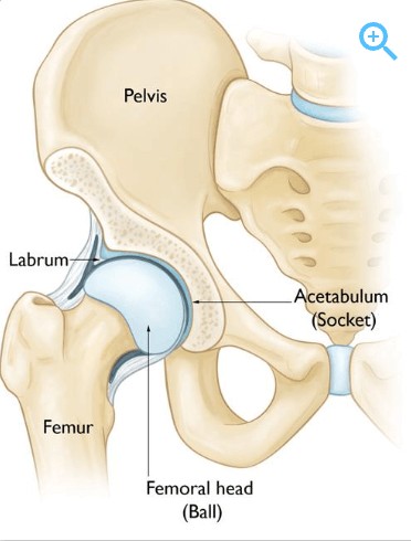 An anatomical chart of the hip socket.