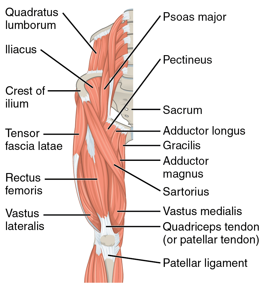 Musculature diagram of the leg and hip muscles.