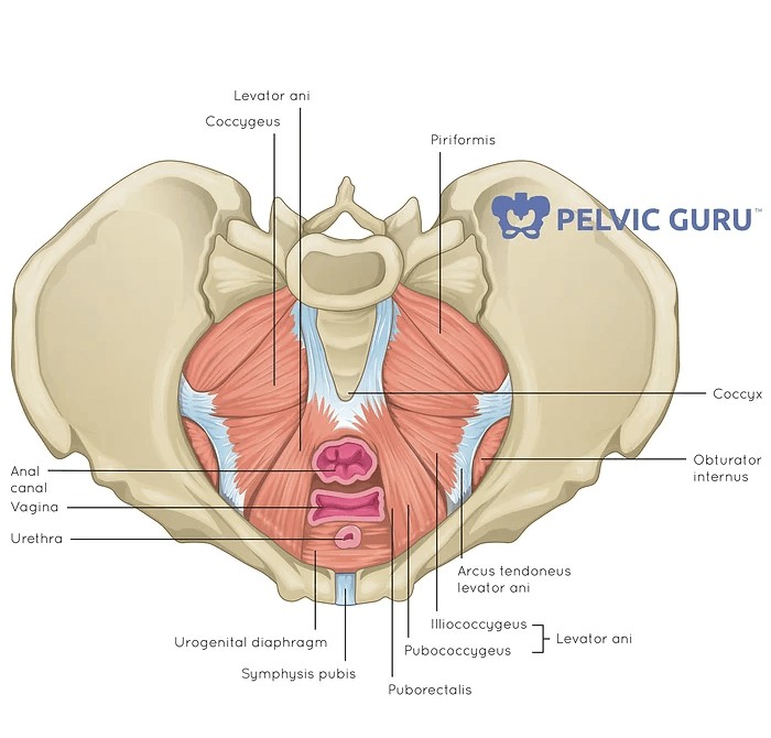 Superior view of the female pelvis (looking down into the pelvis).