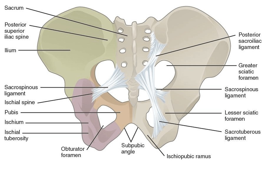 Posterior view of the pelvis (view from behind)