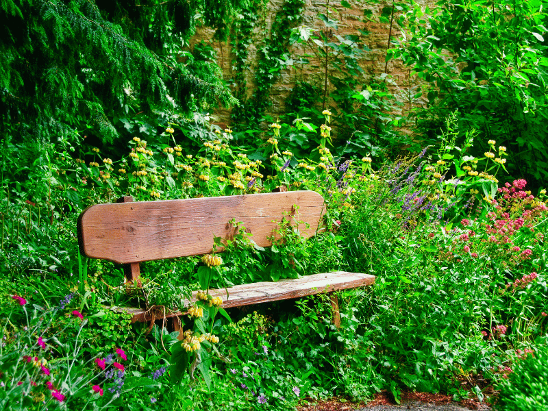 A garden overgrown with weeds and dense foliage