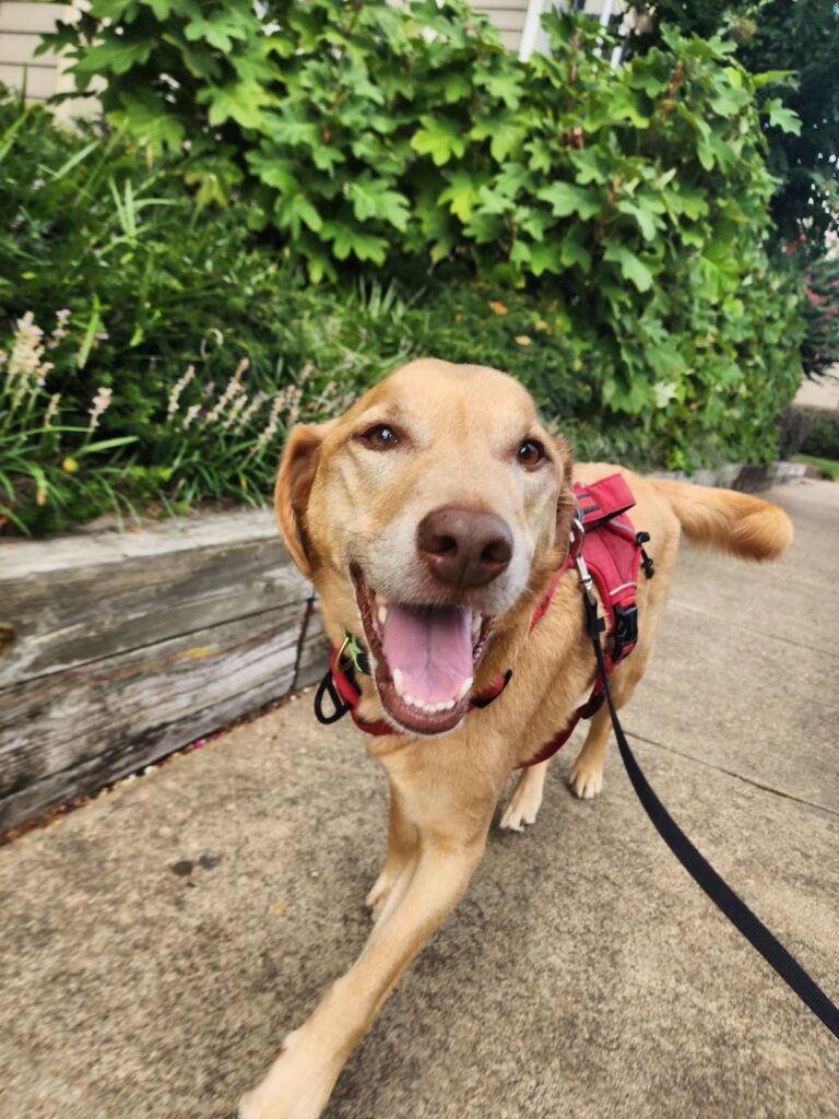 A good dog smiling at the camera during a walk.