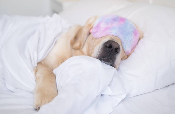 A dog sleeping with an eye mask on.