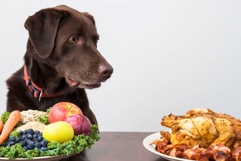 A good dog looking at a whole chicken.
