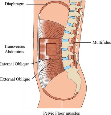 A diagram showing the inner pieces of the spinal column and diaphragm.