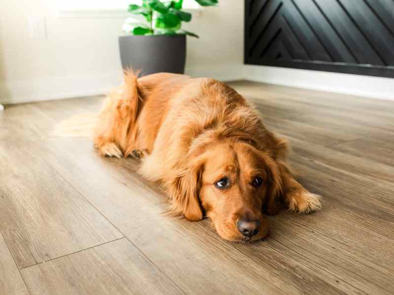 A cute dog laying on the ground, looking on at someone getting up with too little sleep to go to the gym.