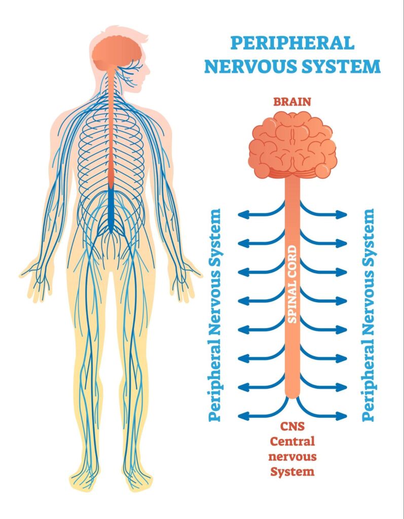 A diagram of the peripheral nervous system.
